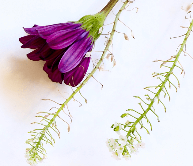 a flower