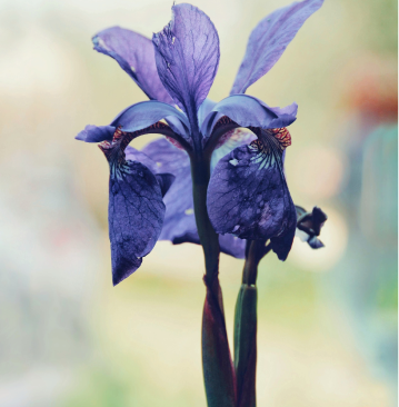 a flower