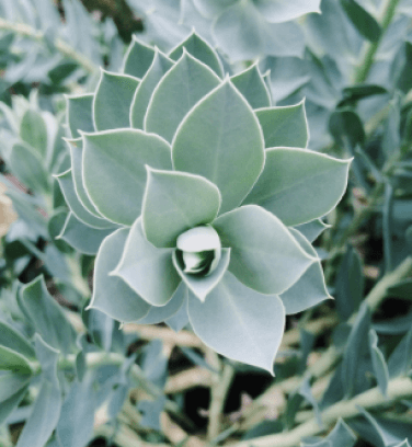 a flower for sale