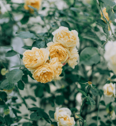 a flower for sale